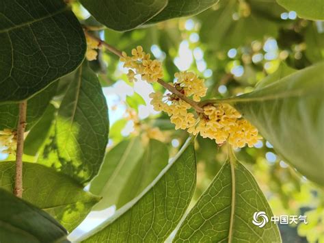 桂林桂花